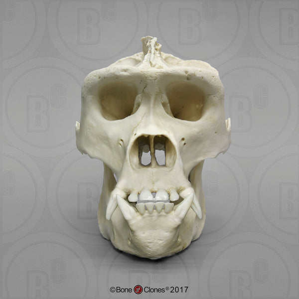 Gorilla Skull (Western Lowland - male) Cast Replica - Gorilla gorilla #BC-001