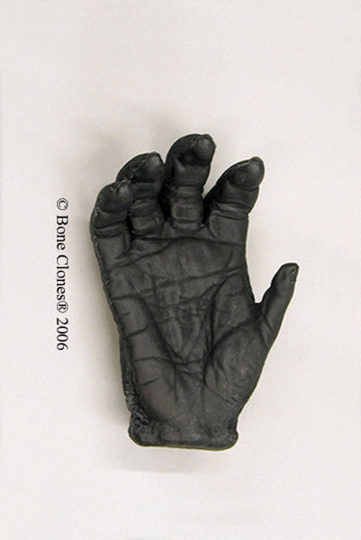 Gorilla right Hand (Western Lowland - female) Life Cast Replica - Gorilla gorilla #LC-09