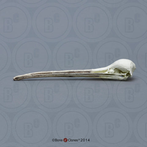 Kiwi Skull (Southern Brown Kiwi) Cast Replica - Apteryx australis #BC-165