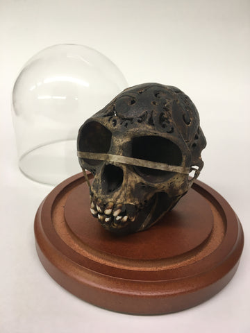Dayak Carved Monkey Skull in Glass Dome - Macaca fascicularis