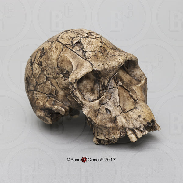 Homo habilis economy Cast Replica Skull #BH-002-EC