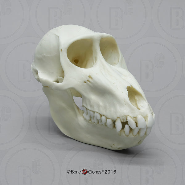 Monkey Skull (Mandrill Baboon - female) Cast Replica - Mandrillus sphinx #BC-261