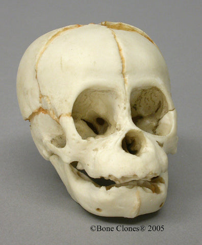 Orangutan Skull (Bornean - fetus) Cast Replica - Pongo pygmaeus #BC-206