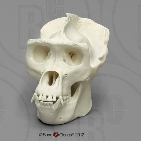 Gorilla (Western Lowland - male) 1/2 scale Model Skull - Gorilla gorilla #KAM-04
