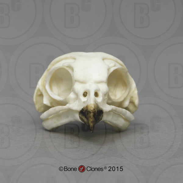 Owl Skull (Burrowing Owl) Cast Replica - Strix varia #BC-155