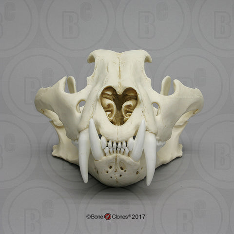 Cat Skull (Siberian Tiger) Cast Replica - Panthera tigris altaica #BC-008