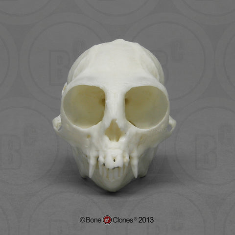 Monkey Skull (Common Marmoset) Cast Replica - Callithrix jacchus #BC-311