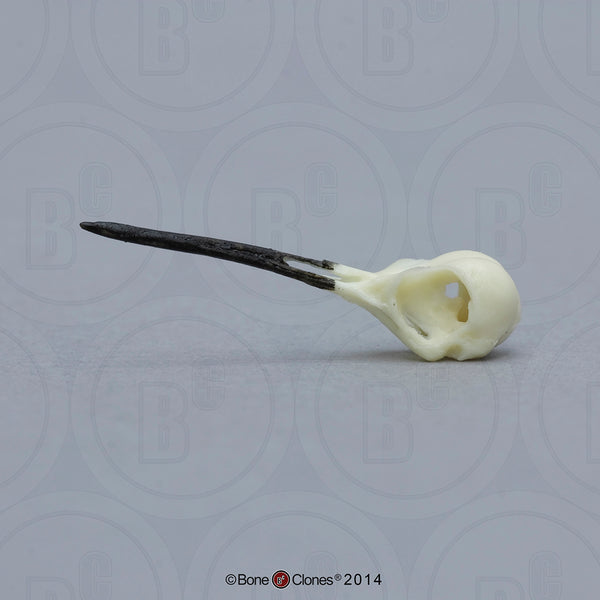 Hummingbird Skull (Ruby-throated Hummingbird) Cast Replica - Archilochus colubris #BC-151