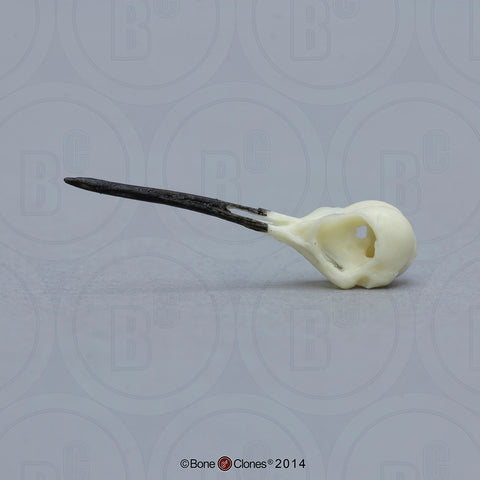 Hummingbird Skull (Ruby-throated Hummingbird) Cast Replica - Archilochus colubris #BC-151