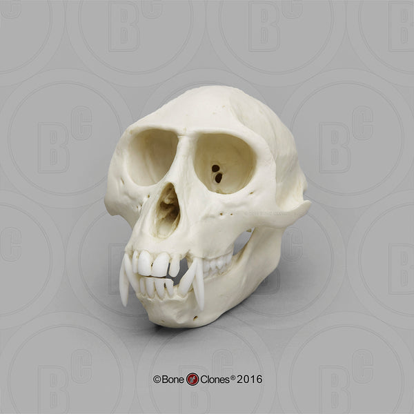 Monkey Skull (Vervet - male) Cast Replica - Cercopithecus pygerythrus #BC-069