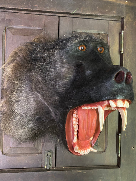 Chacma Baboon Taxidermy - Papio ursinus