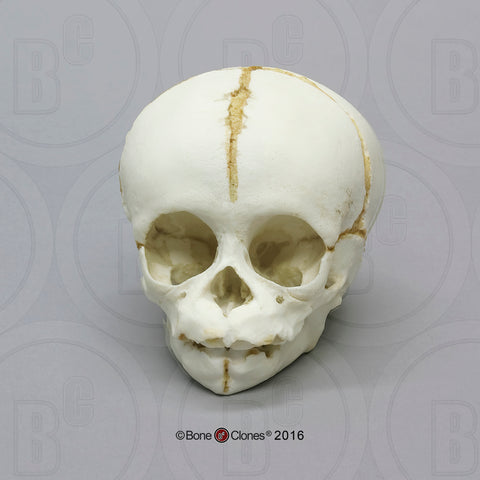 Chimpanzee Skull (fetus) Cast Replica - Pan troglodytes #BC-205