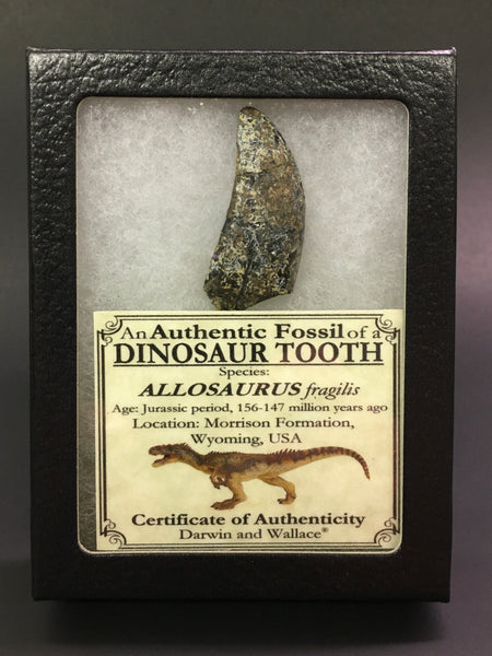 Allosaurus Tooth 1&11/16” (large allosaurid dinosaur)
