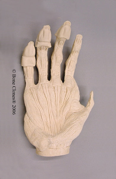 Gorilla right Hand Muscle (Western Lowland - male) Life Cast Replica - Gorilla gorilla #LC-15