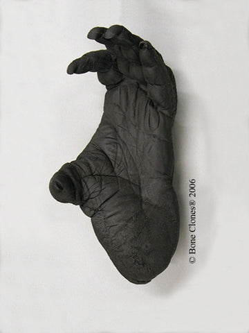 Orangutan left Foot (Sumatran - male) Life Cast Replica - Pongo abelii #LC-03