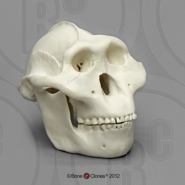 1/2 scale Set of 7 Primate Model Skulls #KAM-SET-7