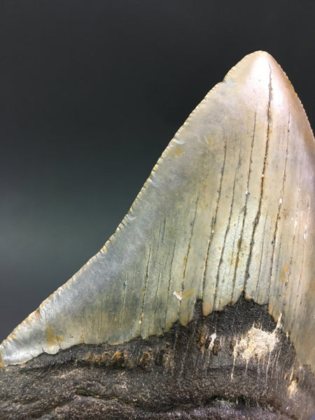 Megatooth Shark tooth 4&1/16" - Carcharocles megalodon (gigantic shark)