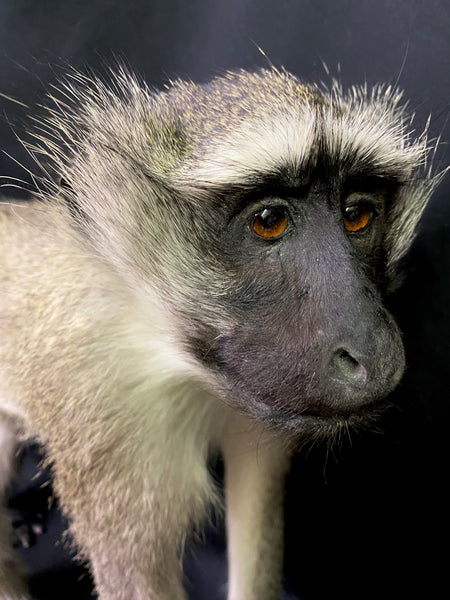 Vervet Monkey Taxidermy - Chlorocebus pygerythrus