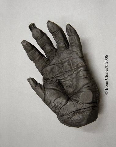 Gorilla left Hand (Western Lowland - male) Life Cast Replica - Gorilla gorilla #LC-05
