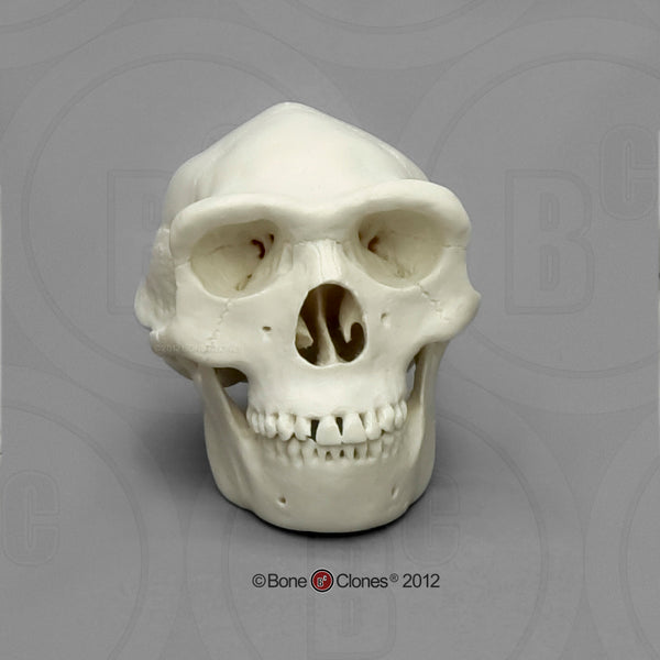 1/2 scale Homo erectus scale Model Skull #KAM-05