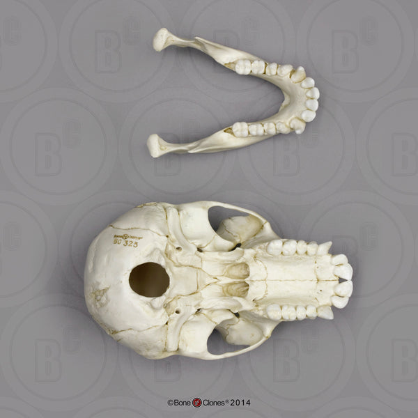 Chimpanzee Skull (juvenile) Cast Replica - Pan troglodytes #BC-325