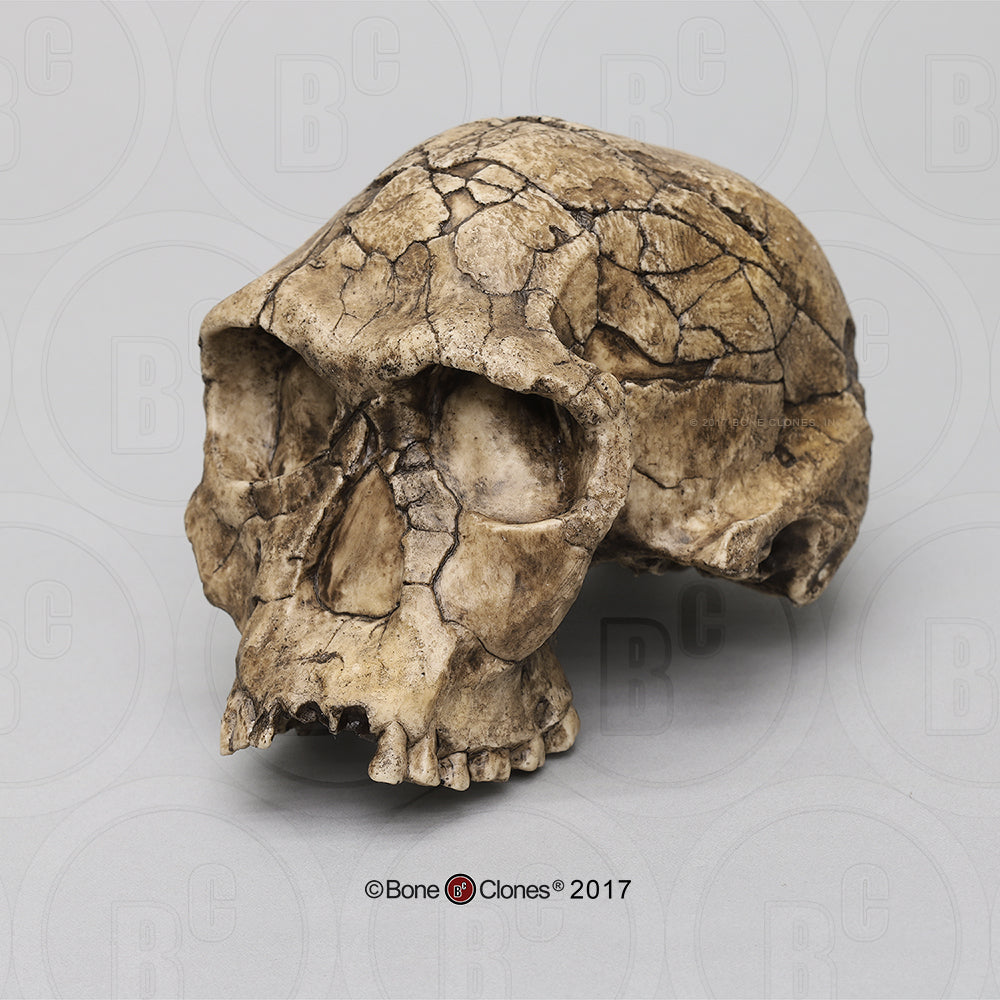 Homo habilis economy Cast Replica Skull #BH-002-EC | Darwin