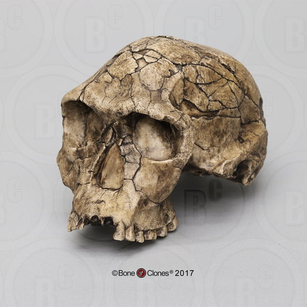 Homo habilis economy Cast Replica Skull #BH-002-EC