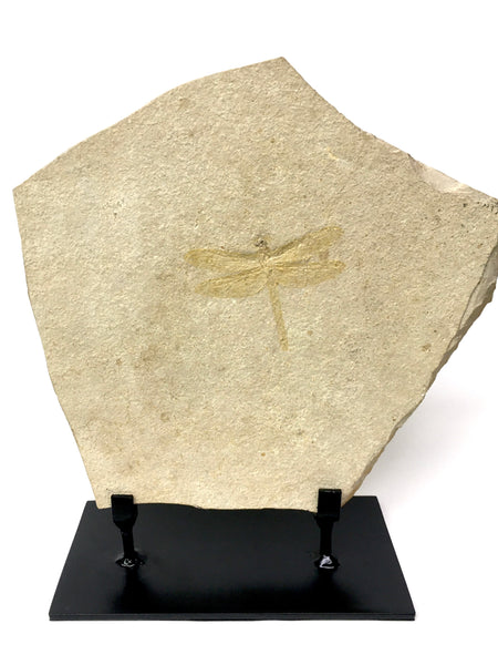 Dragonfly Fossil 10&1/4" - Tarsophlebia sp.