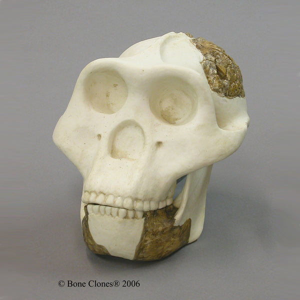 Meganthropus sp. Cast Replica Skull Reconstruction #BC-141