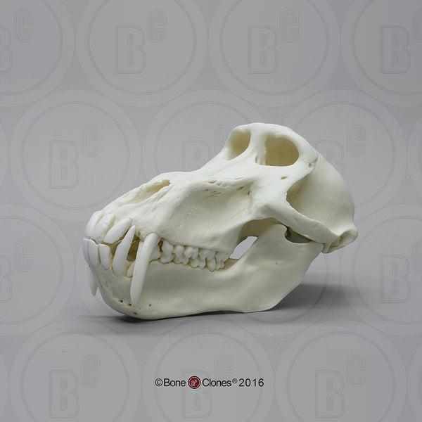 Monkey Skull (Chacma Baboon - male) Cast Replica - Papio ursinus #BC-258