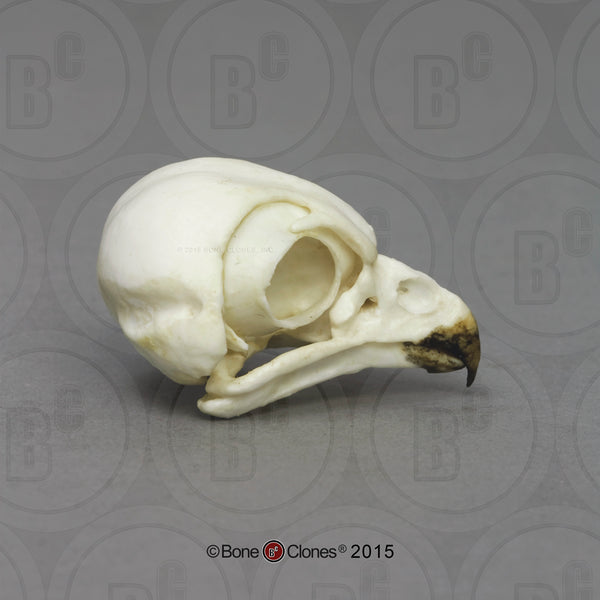 Owl Skull (Burrowing Owl) Cast Replica - Strix varia #BC-155
