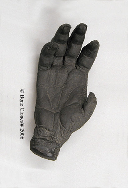 Orangutan right Hand (Bornean - female) Life Cast Replica - Pongo pygmaeus #LC-11