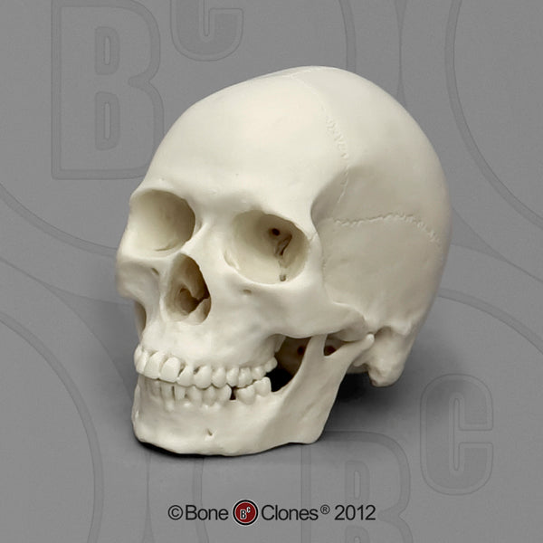 1/2 scale Human Model Skull - Homo sapiens #KAM-07