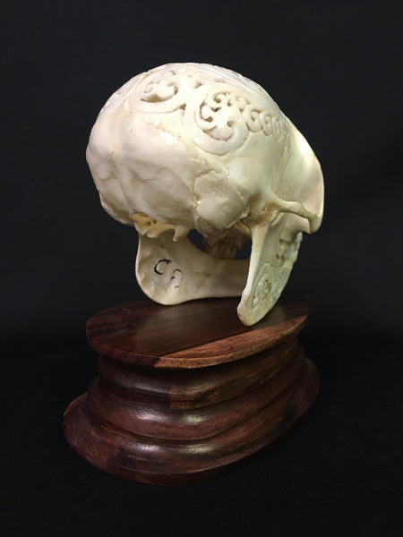 Hand-Carved Monkey Skull - Macaca fascicularis