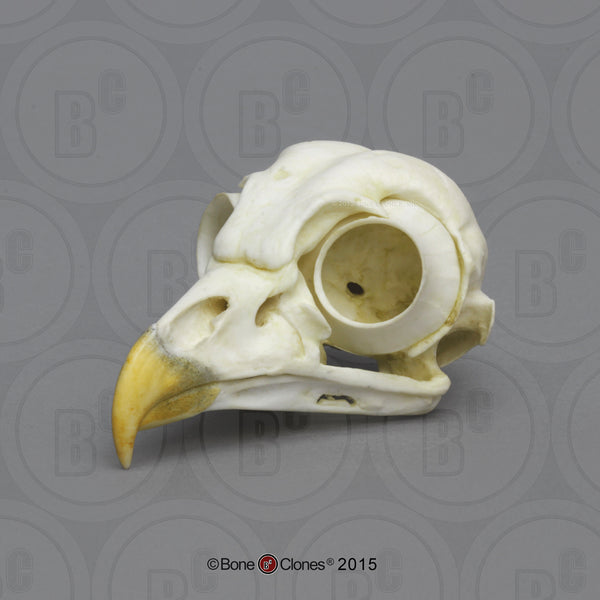 Owl Skull (Barred Owl) Cast Replica - Strix varia #BC-154