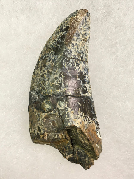 Allosaurus Tooth 1&11/16” (large allosaurid dinosaur)