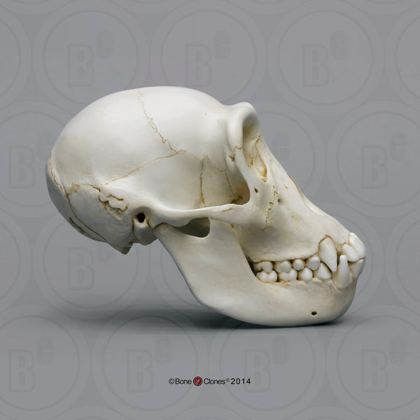 Chimpanzee Skull (juvenile) Cast Replica - Pan troglodytes #BC-325