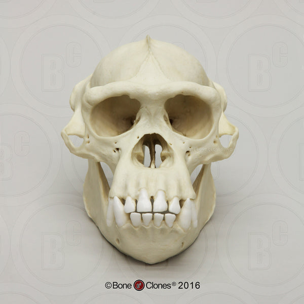 Chimpanzee Skull (male) Cast Replica - Pan troglodytes #BC-003