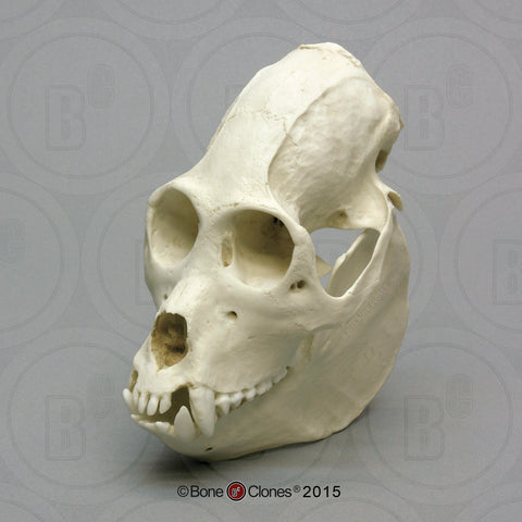 Monkey Skull (Howler - male) Cast Replica - Alouatta palliate #BC-017