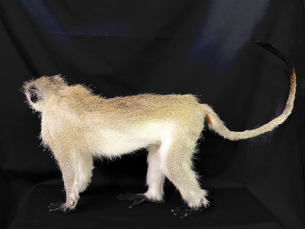 Vervet Monkey Taxidermy - Chlorocebus pygerythrus