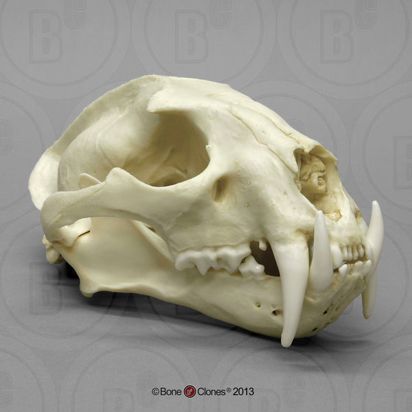 Cat Skull (Clouded Leopard) Cast Replica - Neofelis nebulosa #BC-005
