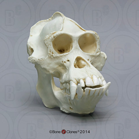Orangutan Skull (Bornean - male) Cast Replica - Pongo pygmaeus #BC-002B