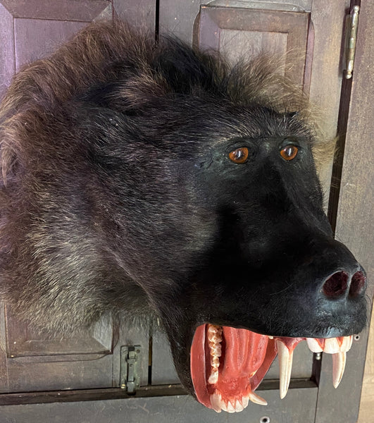 Chacma Baboon Taxidermy - Papio ursinus