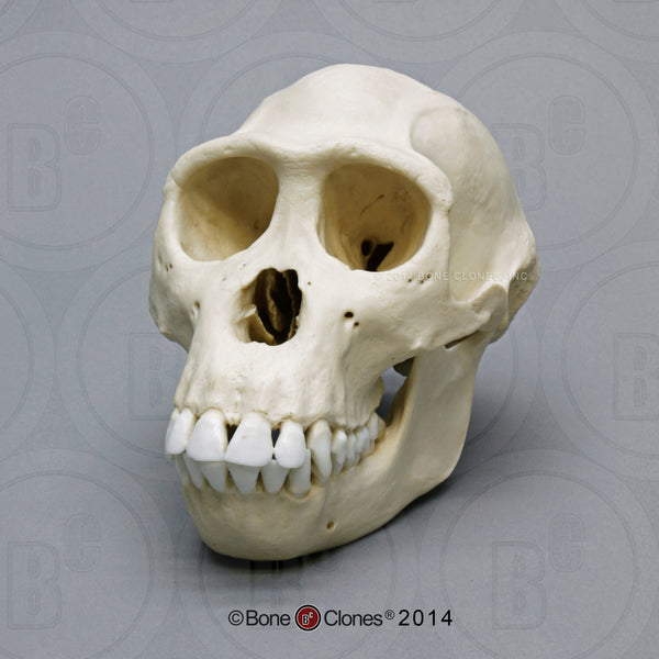 Bonobo Skull (female) Cast Replica - Pan paniscus #BC-123