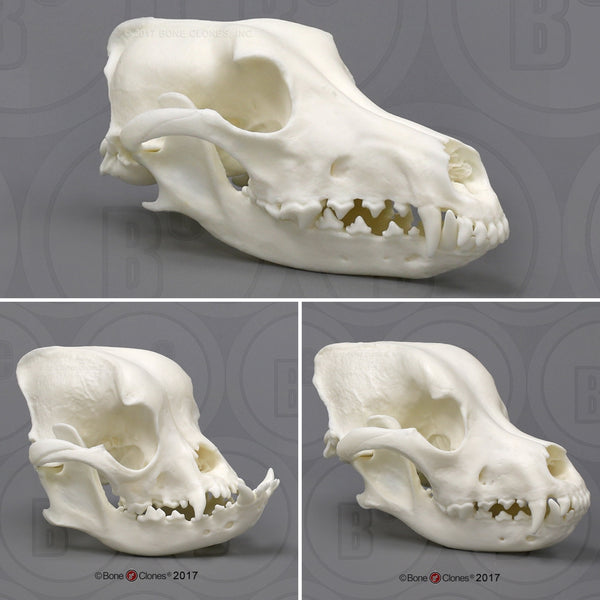 Domestic Dog Comparison Economy Skull Set Cast Replicas - #COMP-143