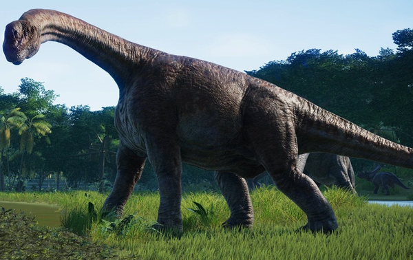 Camarasaurus Tooth 1&3/4" (large sauropod dinosaur)