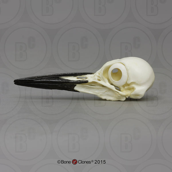 Woodpecker Skull (Pileated Woodpecker) Cast Replica - Dryocopus pileatus #BC-112