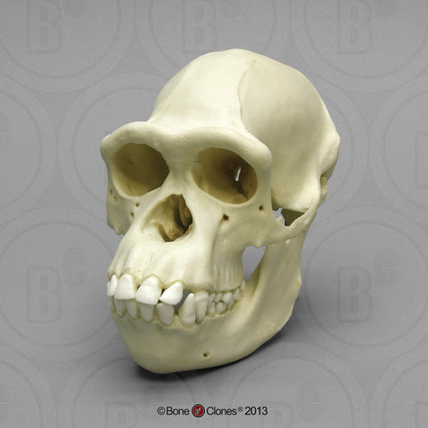 Chimpanzee Skull (female) Cast Replica - Pan troglodytes #BC-248