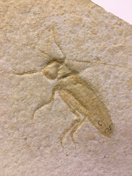 Grasshopper Fossil 12&3/4" - Pycnophlebia robusta