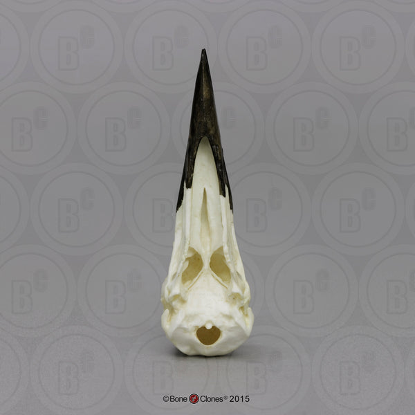 Woodpecker Skull (Pileated Woodpecker) Cast Replica - Dryocopus pileatus #BC-112